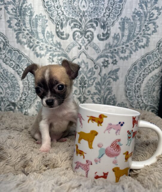 Puppies For Sale Ruckersville & Franklin, VA Tiny Paws