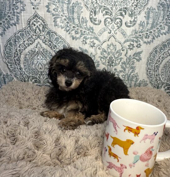 Puppies For Sale Ruckersville & Franklin, VA Tiny Paws