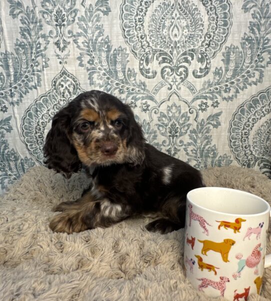 Puppies For Sale Ruckersville & Franklin, VA Tiny Paws