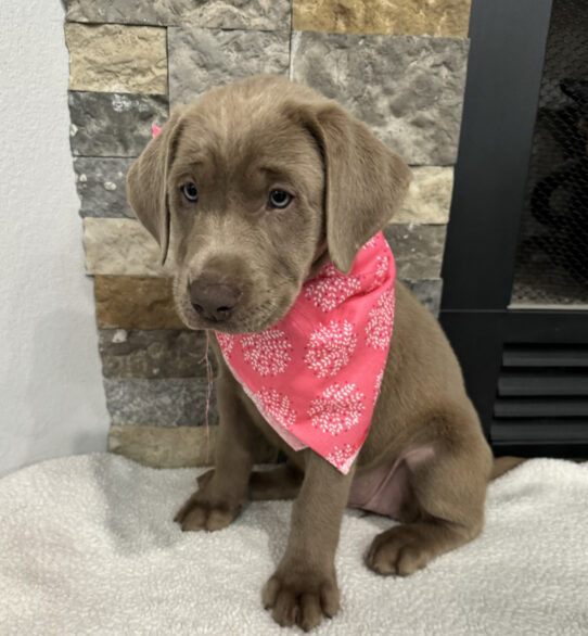 Puppies For Sale Ruckersville & Franklin, VA Tiny Paws