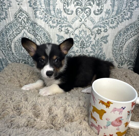 Puppies For Sale Ruckersville & Franklin, VA Tiny Paws