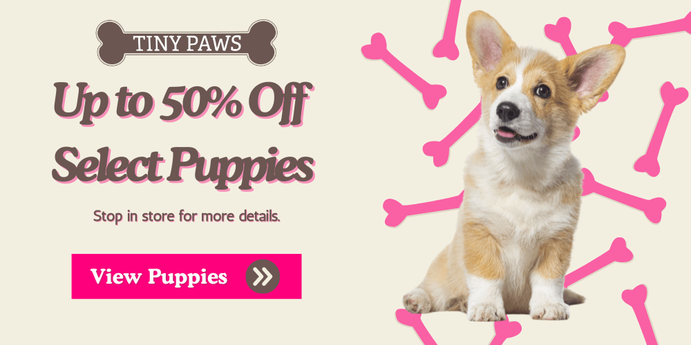 Tiny Paws Puppies For Sale In Ruckersville & Franklin, Virgina