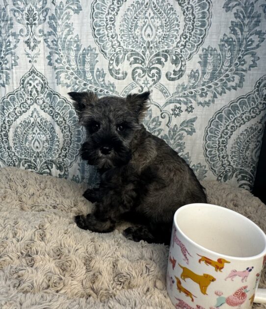 Mini Schnauzer Puppies For Sale Tiny Paws