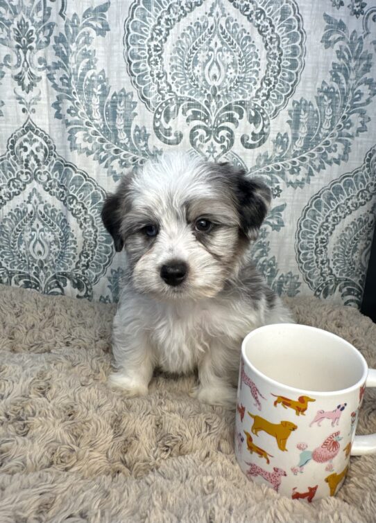 Puppies For Sale Ruckersville & Franklin, VA Tiny Paws