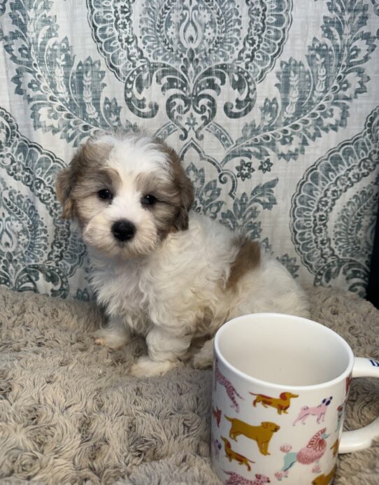 Puppies For Sale Ruckersville & Franklin, VA Tiny Paws