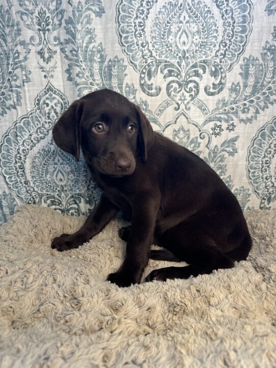 Labrador Retriever Puppies For Sale Tiny Paws
