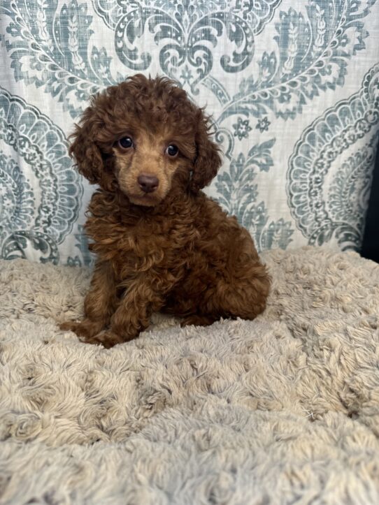 Puppies For Sale Ruckersville & Franklin, VA Tiny Paws