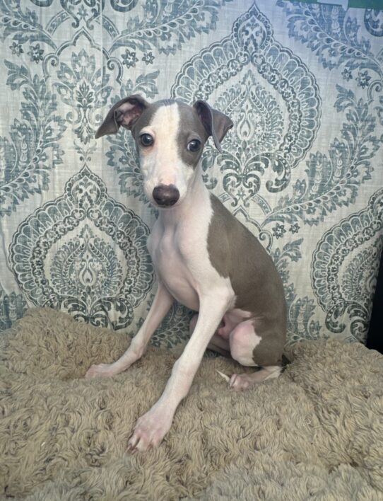 Puppies For Sale Ruckersville & Franklin, VA Tiny Paws