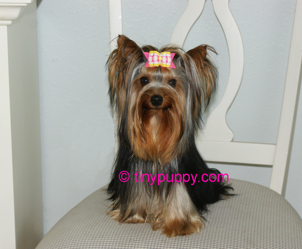 Yorkie Haircuts and Hairstyles Tinypuppy