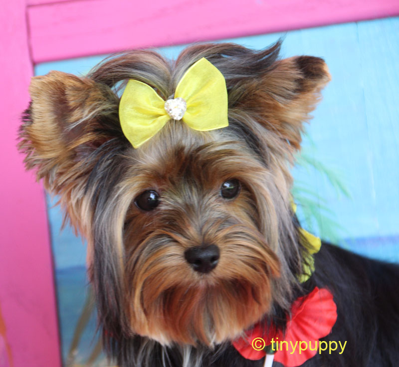 Yorkie Haircuts and Hairstyles Tinypuppy