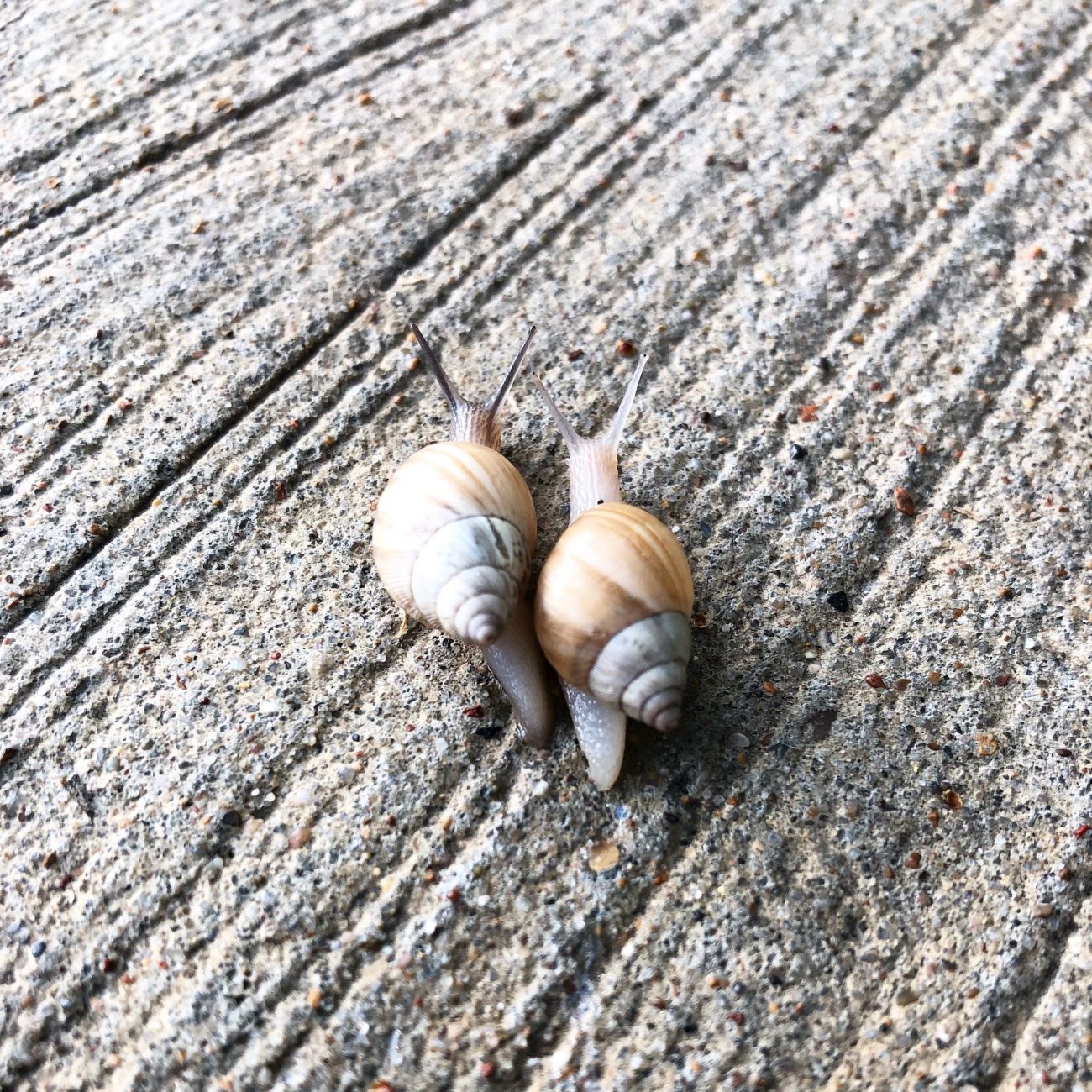 Mother Neff State Park & Waco, TX Tiny Shiny Home