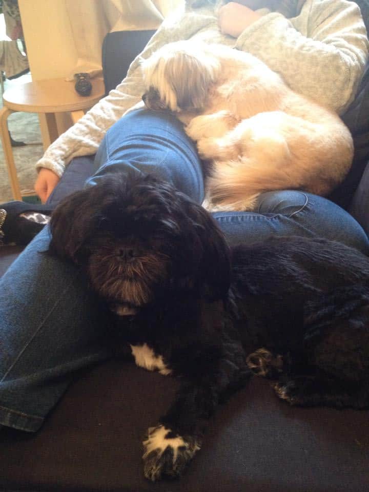 15 Adorable Puppy Announcement Ideas How to Announce a New Puppy Arrival