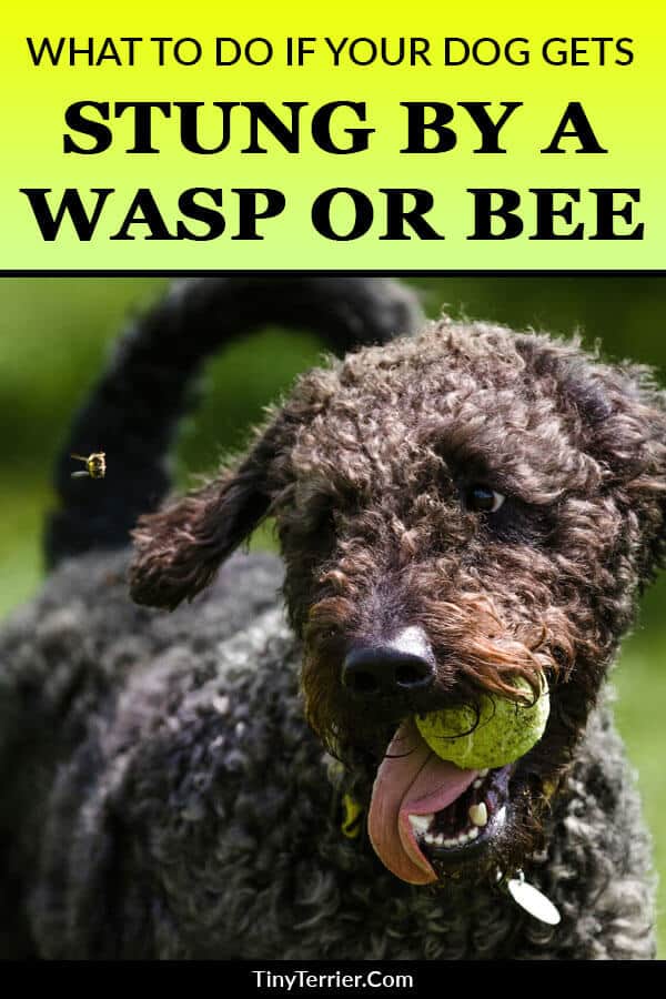 What should you do if your dog gets stung by a wasp or a bee? Tiny
