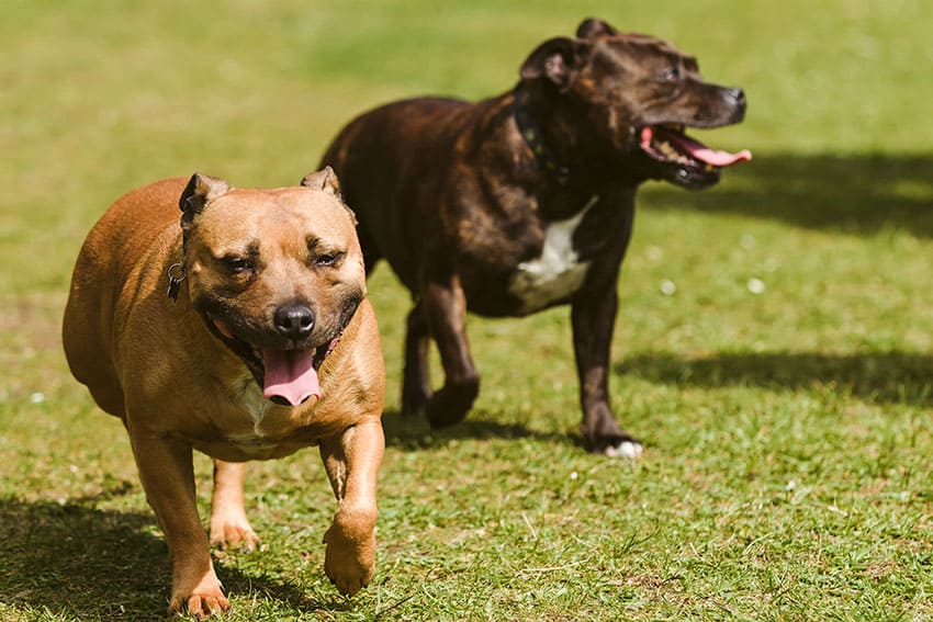 The Top 20 most popular dog breeds for 2019 Tiny Terrier