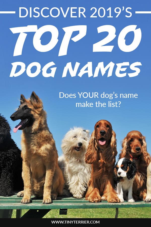 What Are The 10 Most Popular Dog Names