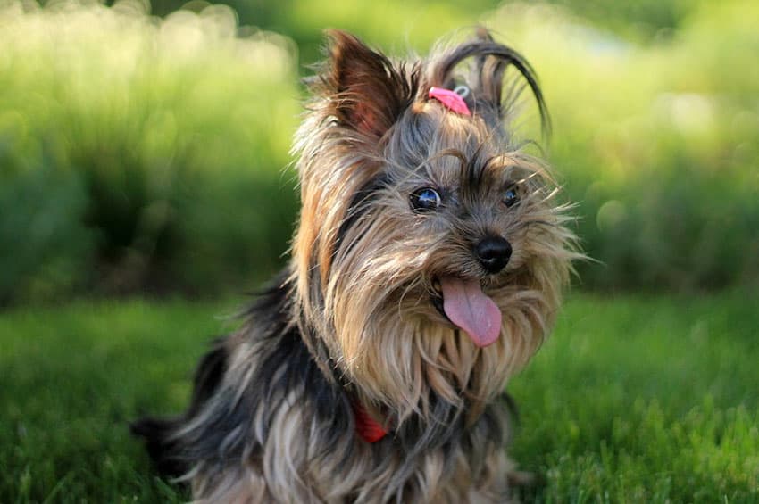 Top 20 Best Small Dog Breeds Tiny Terrier