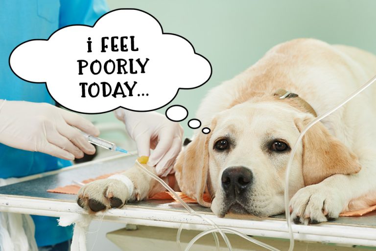 Should you Buy Pet Insurance for your Dog? Tiny Terrier
