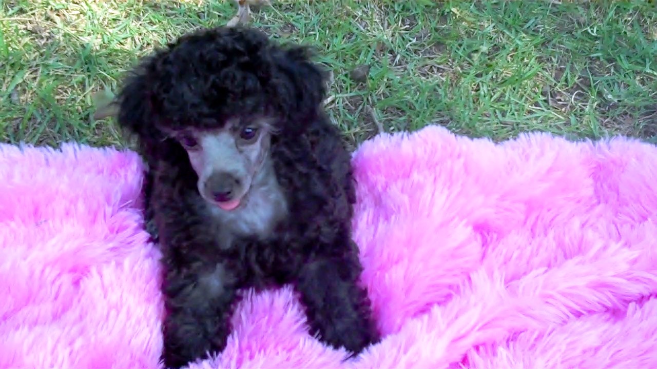 Tiny Toy Poodle PUPPIES