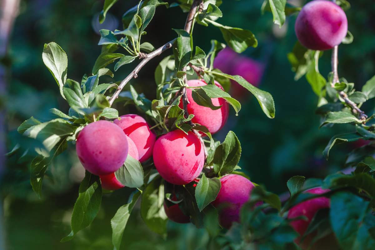 14 Types of Fruit Trees for Growing in Zone 5 Tiny Tree Hub