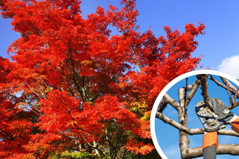 How to Prune Your Japanese Maple (Simple Guide) Tiny Tree Hub