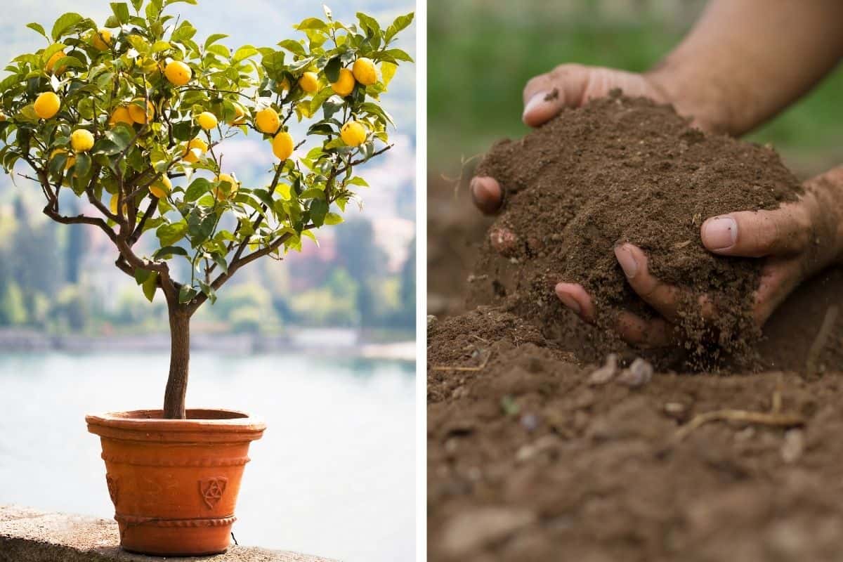 5 Best Soil for Lemon Trees in Pots (Buying Guide) Tiny Tree Hub