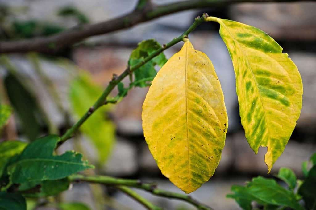 Why Are My Lemon Tree Leaves Turning Yellow? Tiny Tree Hub
