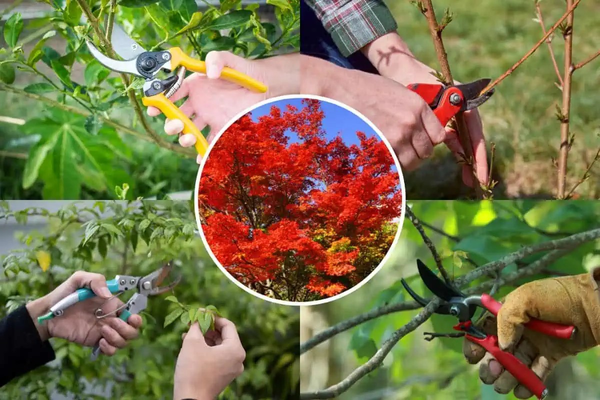 5 of the Best Pruning Shears for Japanese Maples Tiny Tree Hub