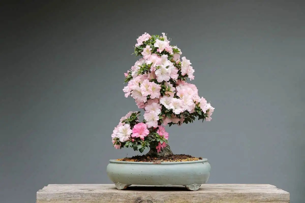 12 Types of Low Maintenance Bonsai Trees (Pictures) Tiny Tree Hub