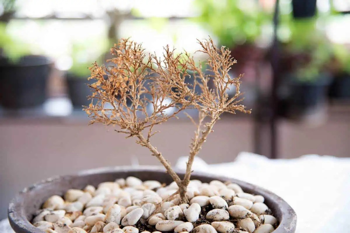 How to Tell if a Potted Tree is Dead (8 Indicators) Tiny Tree Hub