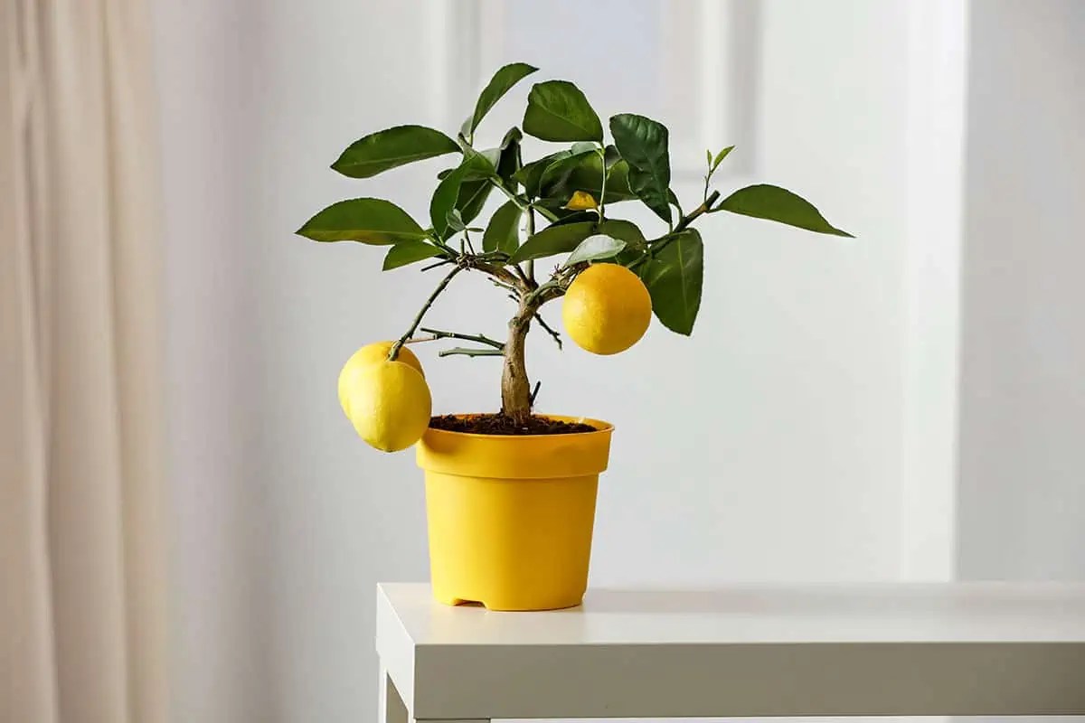 Will an Indoor Lemon Tree Produce Fruit? Tiny Tree Hub
