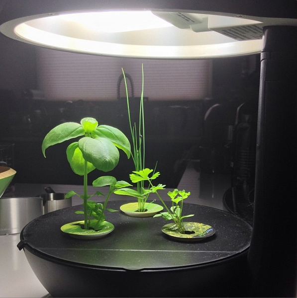 I'm Growing AeroGarden Gourmet Herbs!