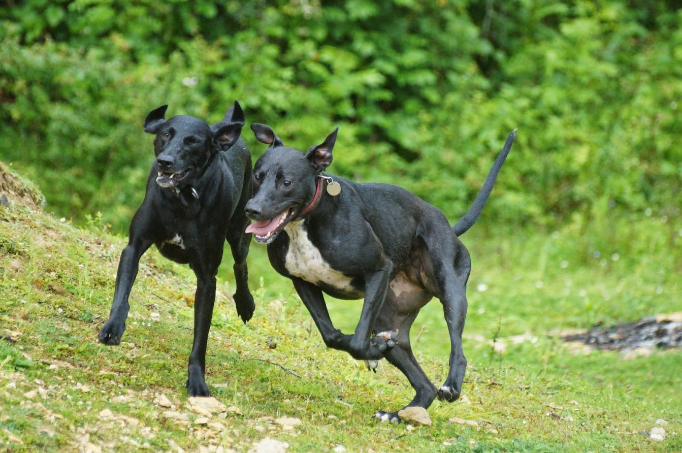 Show us yer Lurchers........dog advice please. Singletrack World