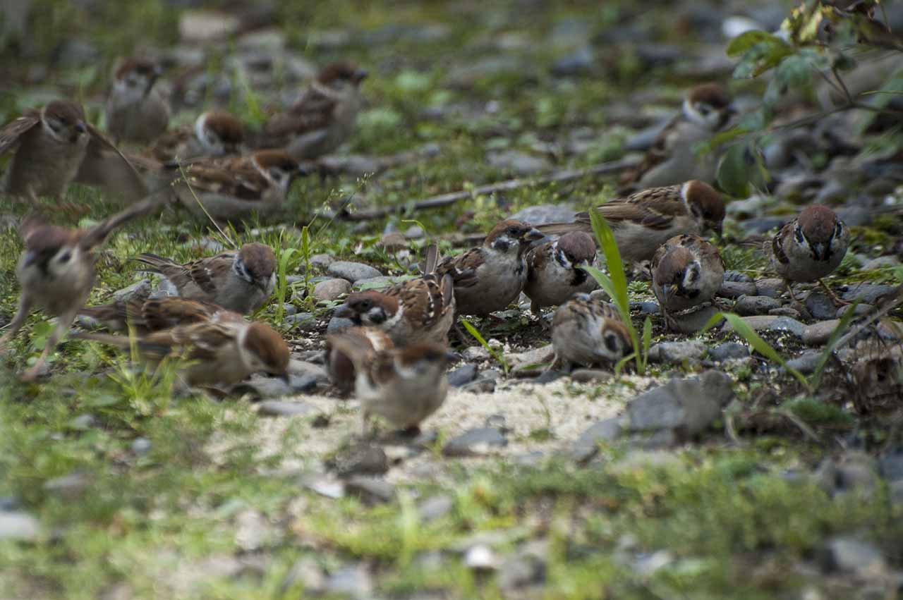 スズメにお米 野生動物にエサを与えるということ その2 ハンター日記