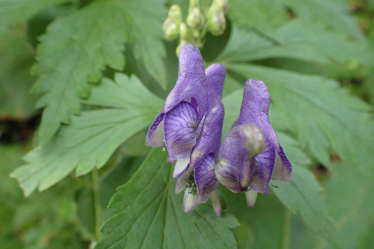 すべての花の画像 最高のミヤマクワガタ 花言葉