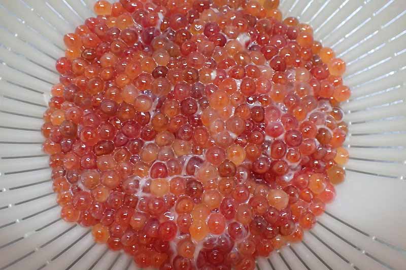 北海道の秋の味覚 いくらの値段と作り方 ハンター日記