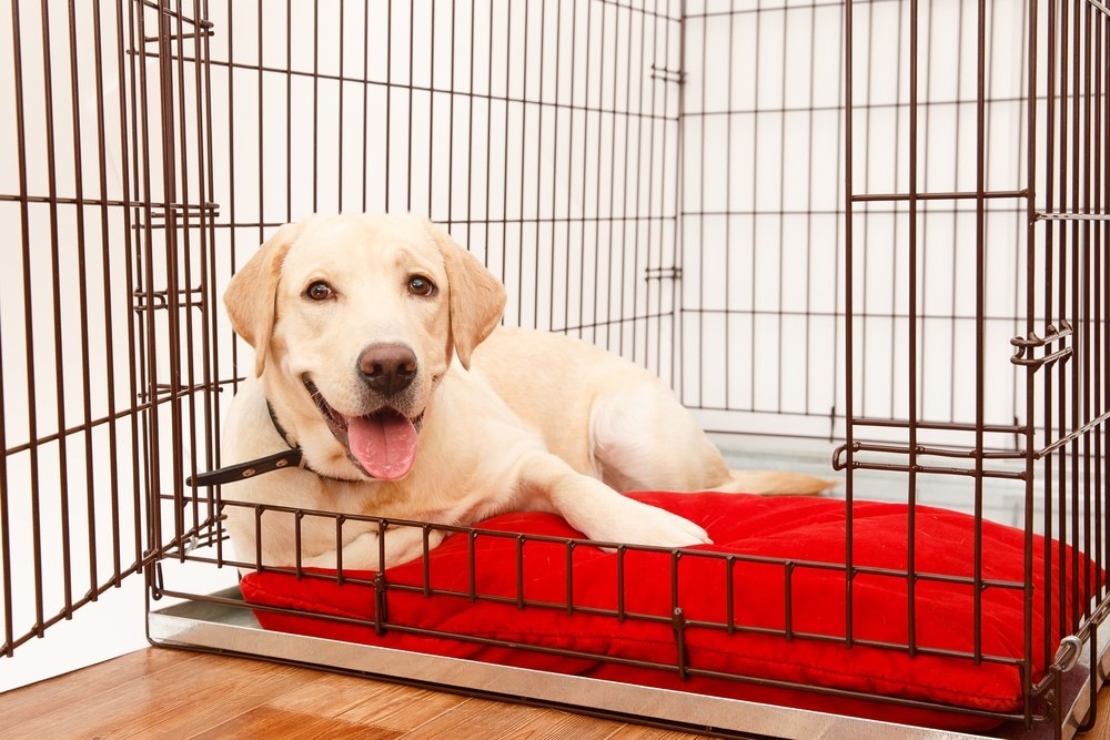 How Big Should Your Dog’s Crate Be?
