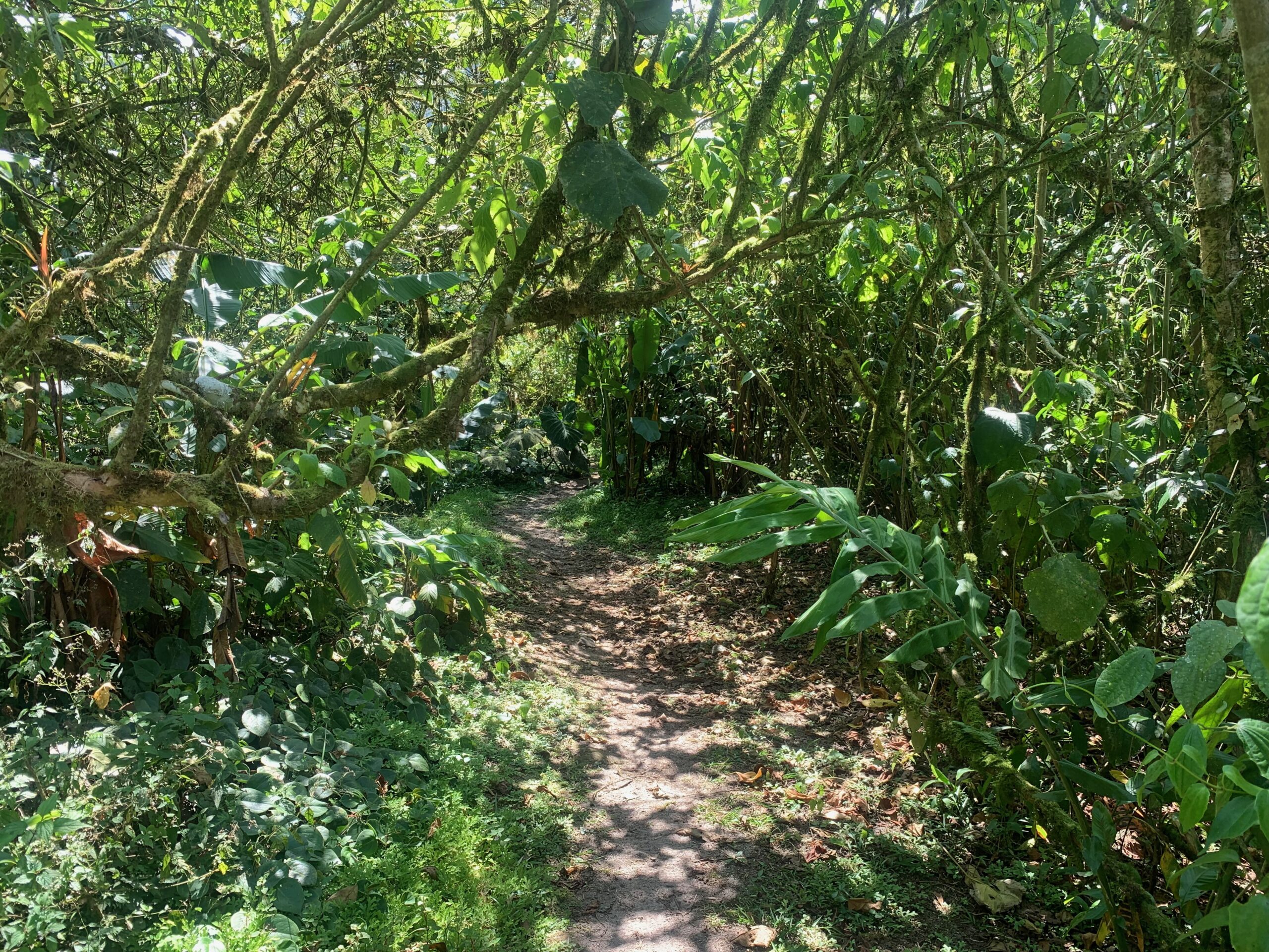 In the crater of an extinct volcano, there's a touch of West Cork Tip2Top