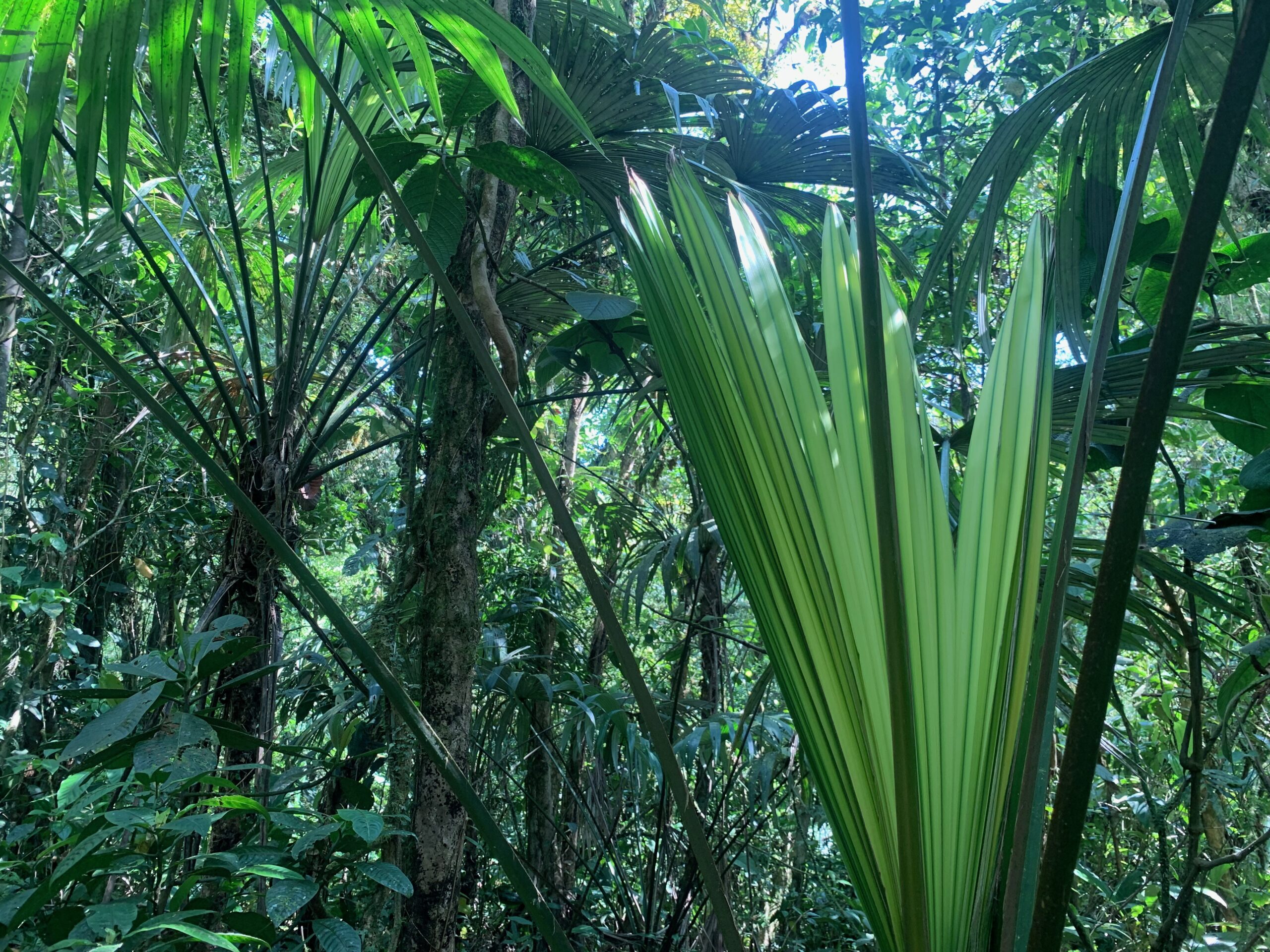 In the crater of an extinct volcano, there's a touch of West Cork Tip2Top