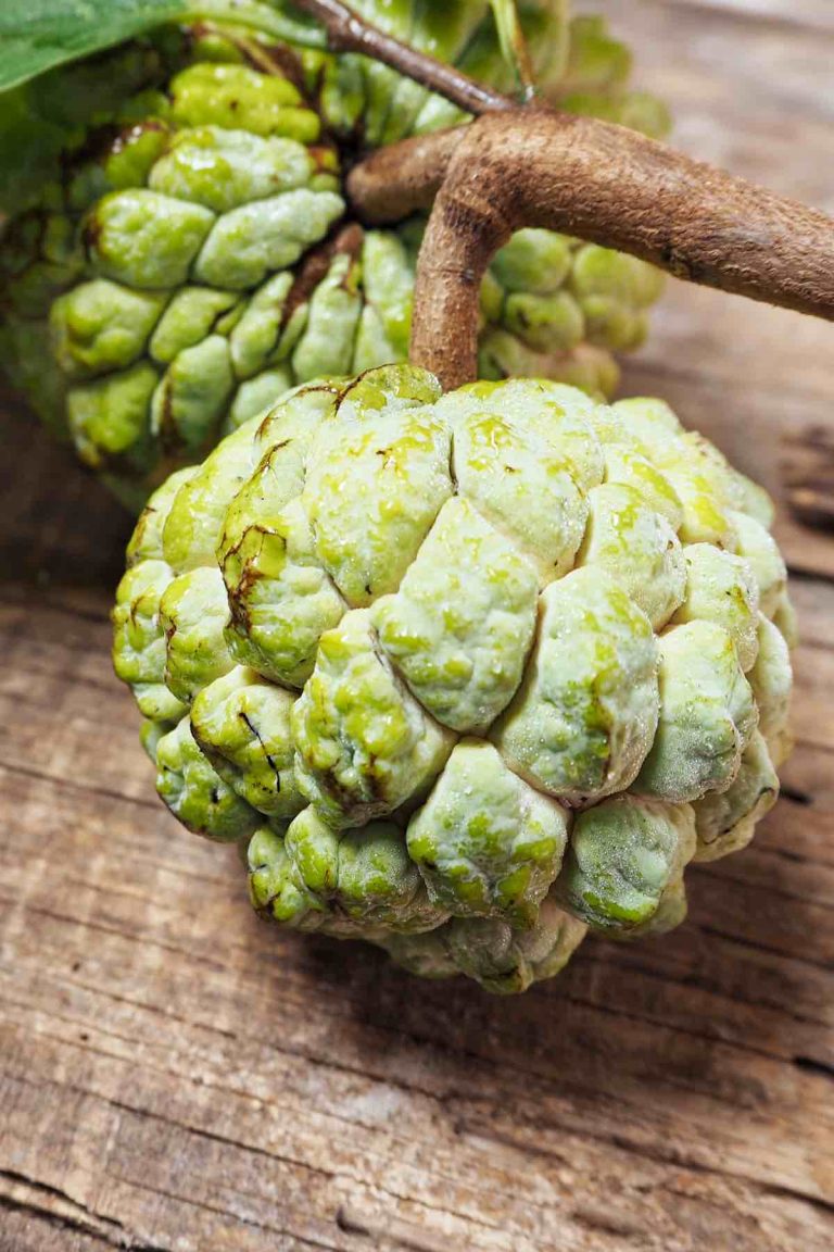 Sugar Apple (Custard Apple / Sweet Sop / Atis Fruit) TipBuzz