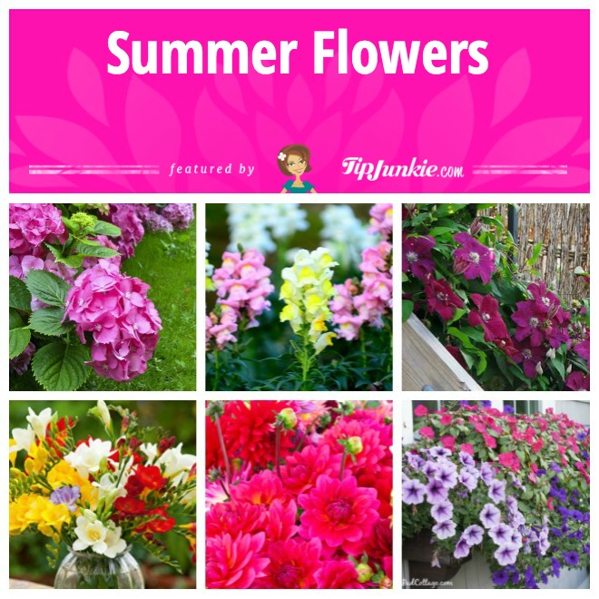 16 Best Flowers to Plant for Summer Tip Junkie