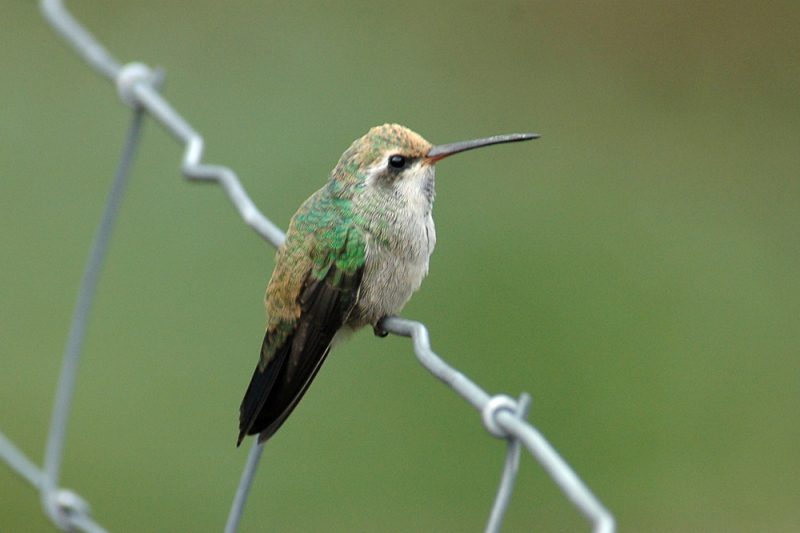 Colibrí de Pico Ancho Tipos de colibri