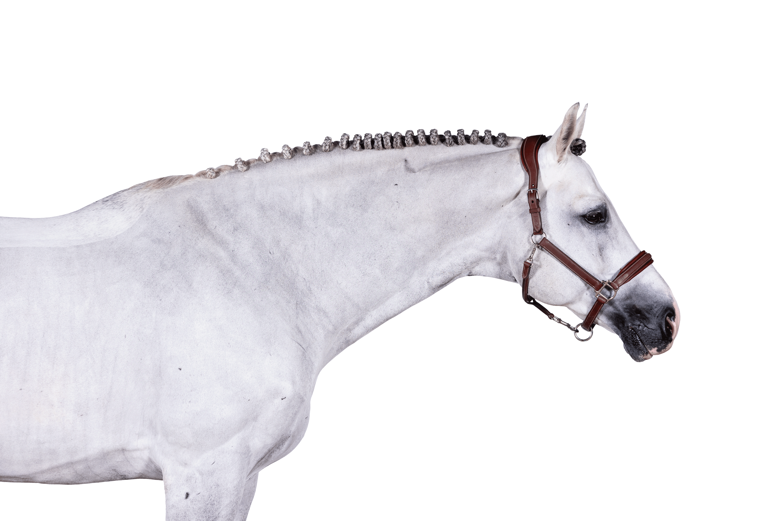 Iberio Tipperary’s Finest