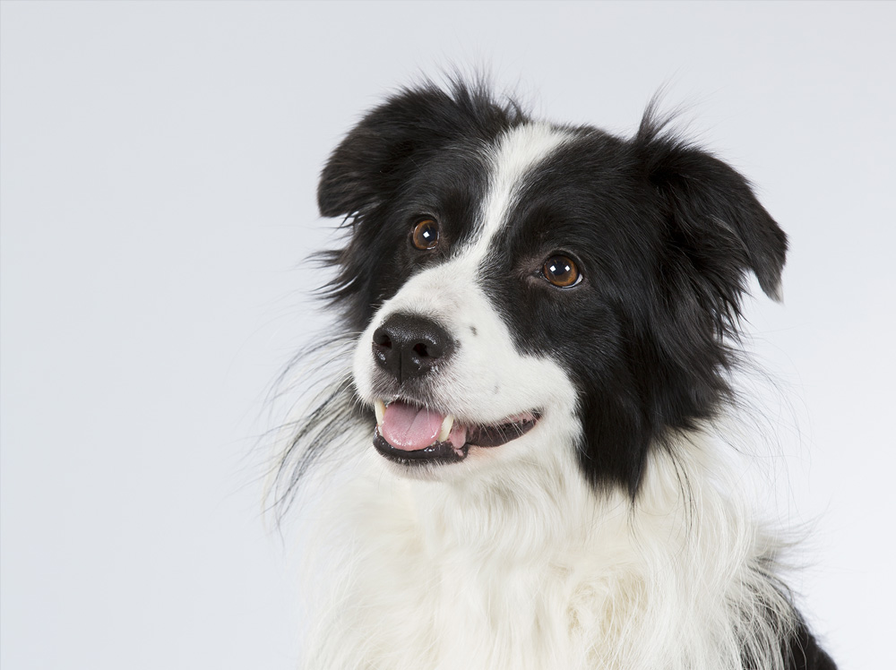 Veterinarian in Tipp City Vet Near You Tipp City Veterinary Hospital