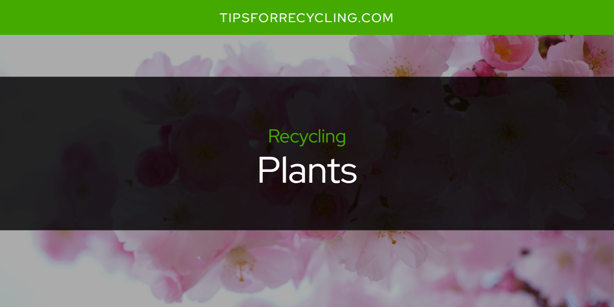 Are Plants Recyclable? Tips For Recycling Recycle Everything