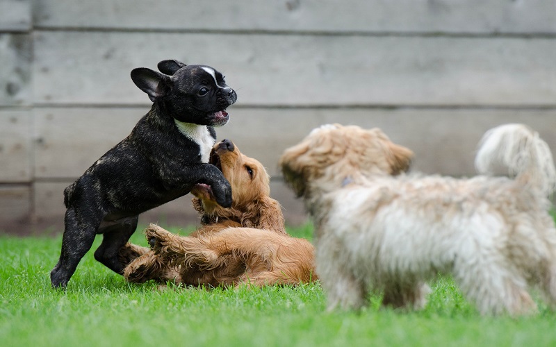How Many Dogs are Too Many for a Household? Tips from a Dog Trainer.