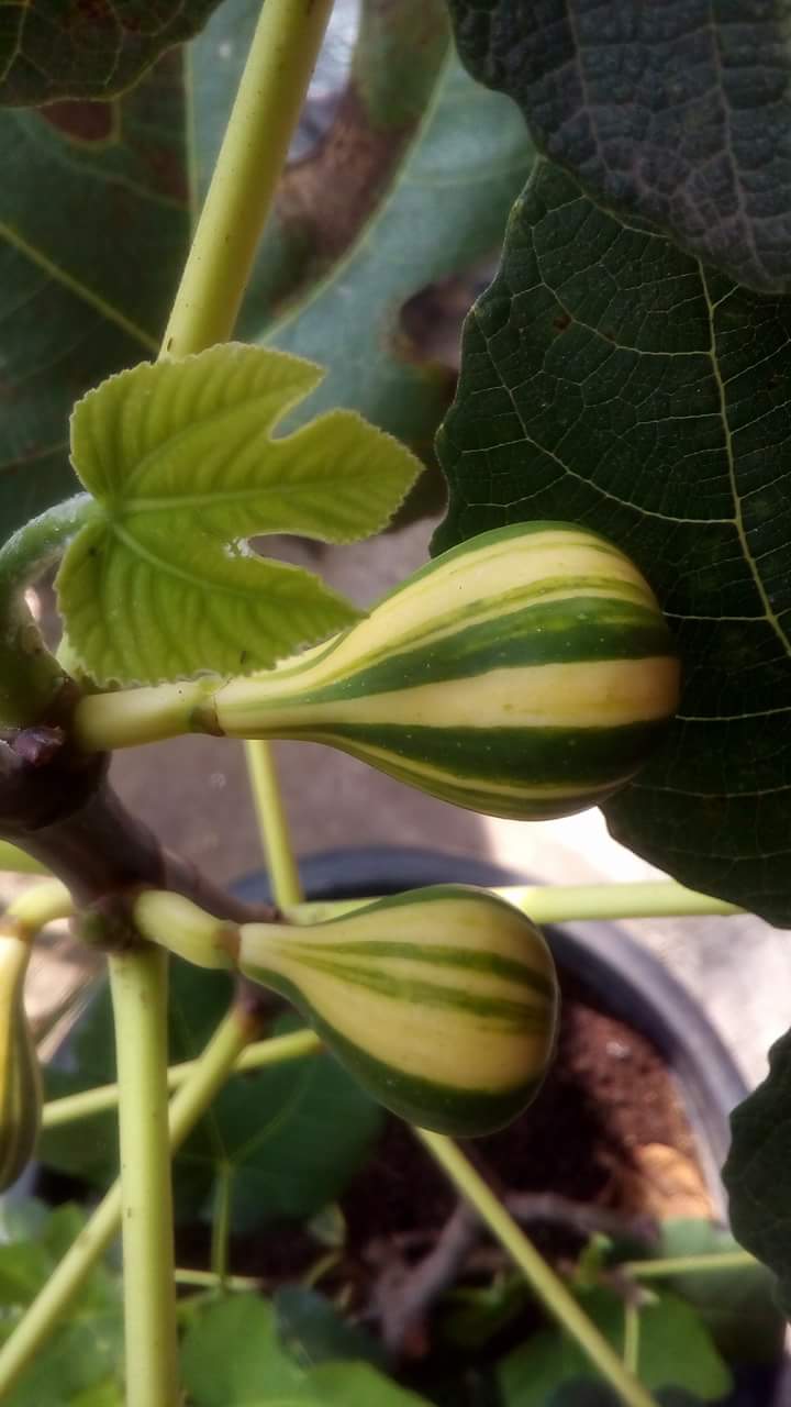 Cara Menanam+Merawat Pohon TIN Agar Cepat Berbuah Lebat Tips Petani