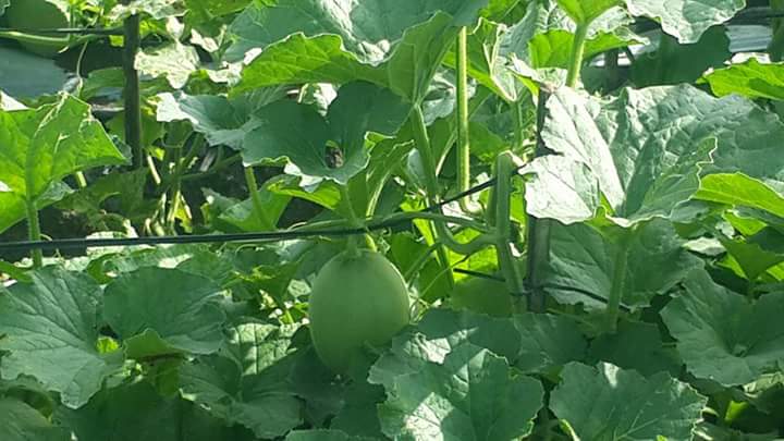 Tanaman Melon Berbuah Lebat Tips Petani