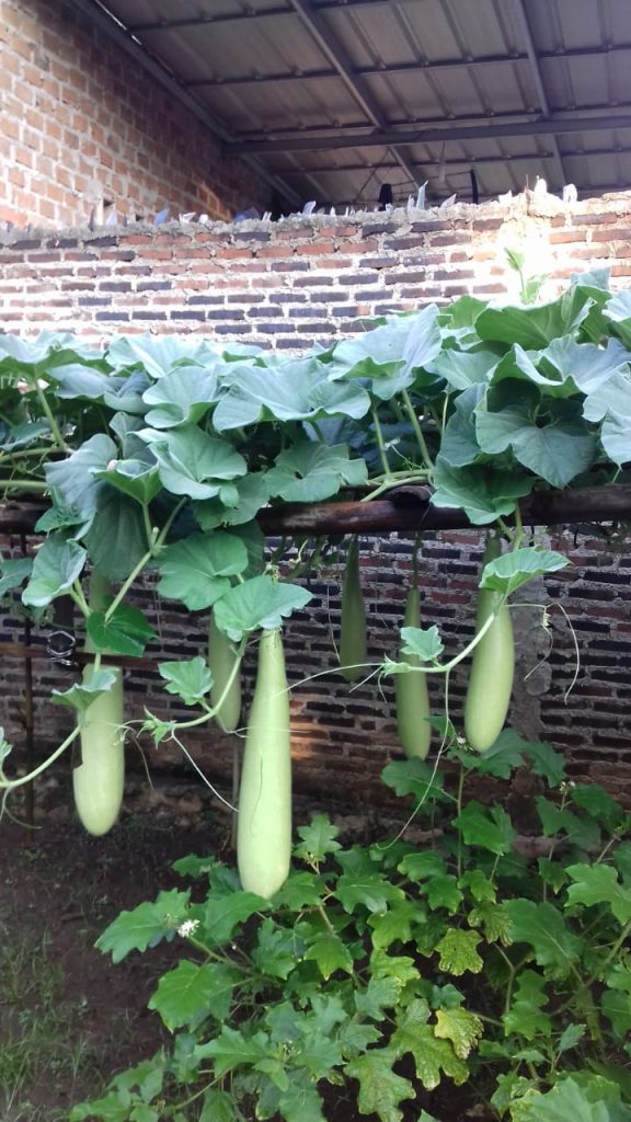 Labu siam memiliki rasa yang enak dan jika dimakan akan menimbulkan sensasi dingin. Pengalaman Menanam Labu Air Labu Putih Di Pekarangan Rumah Hingga Berhasil Berbuah Tips Petani