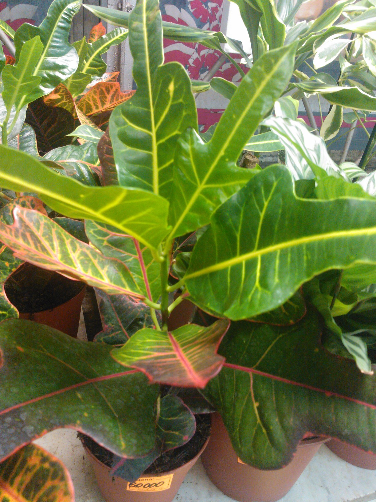 Croton Plant Care Tips growing, planting, cutting, pruning. Diseases