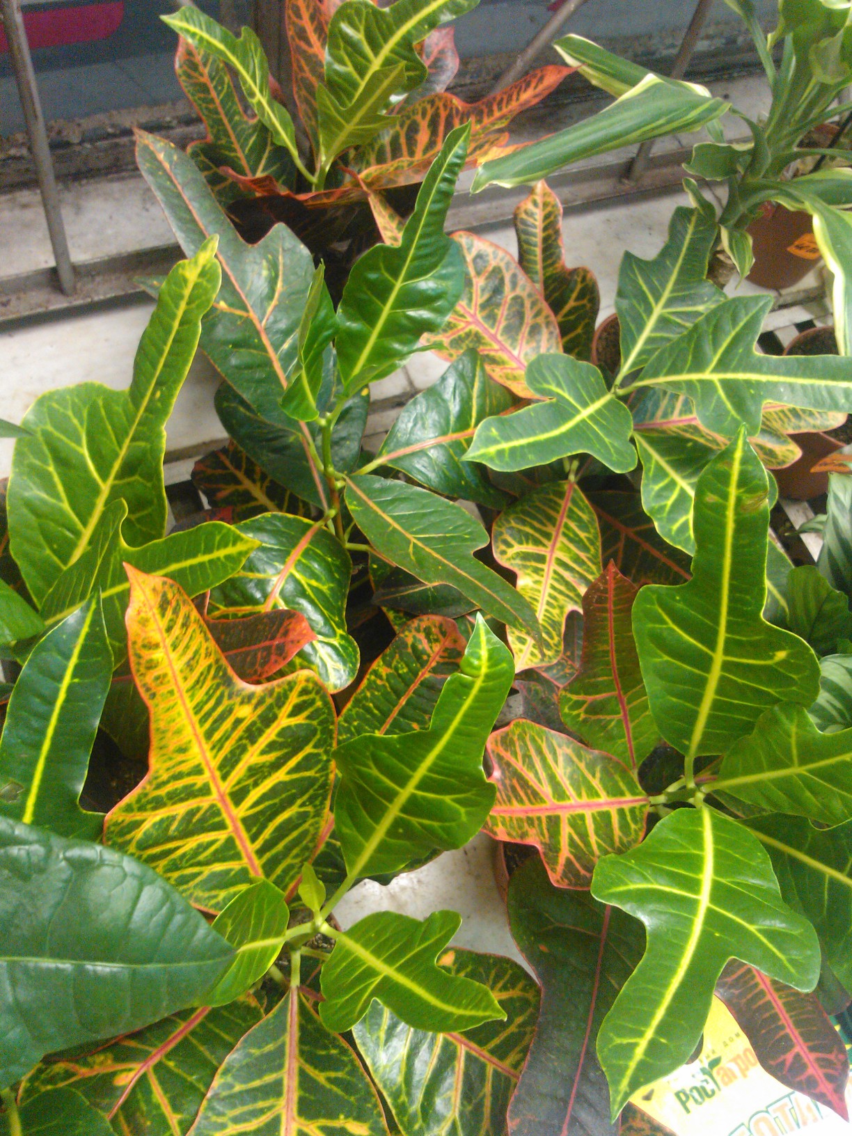 Croton Plant Care Tips growing, planting, cutting, pruning. Diseases